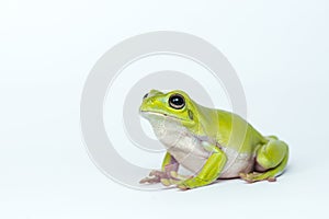 Dumpy frog on white background
