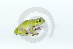 Dumpy frog on white background