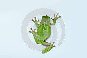 Dumpy frog on white background, macro photography