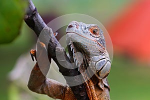 Dumpy frogs and iguanas on tree branches