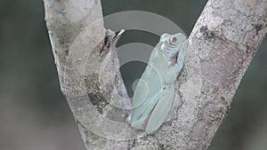 Dumpy green frog in tree