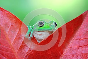 Dumpy White Tree Frog