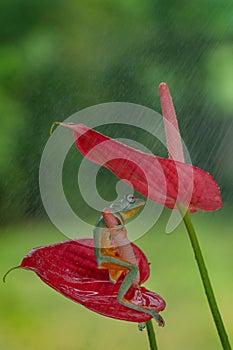 Dumpy white tree frog on a red flower during the rainfall