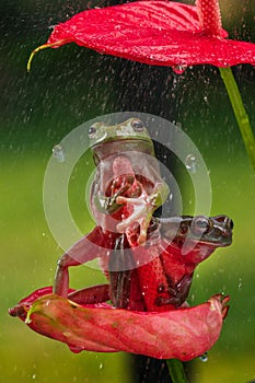 Dumpy white tree frog on a red flower during the rainfall