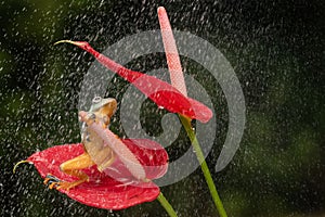 Dumpy white tree frog on a red flower during rainfall
