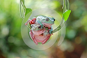 Dumpy White Tree Frog