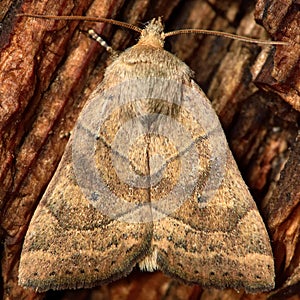 The dun-bar moth (Cosmia trapezina)