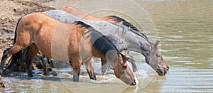 Dun Bucksin mare drinking water with herd small band of wild horses at the waterhole in the Pryor Mountains Wild Horse Range in