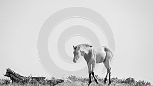 Dun Buckskin wild horse colt in the central Rocky Mountains of the western USA