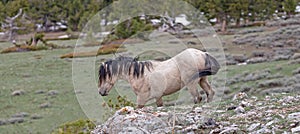 Dun buckskin wild horse stallion charging to the fight in the Rocky Mountains of the western USA