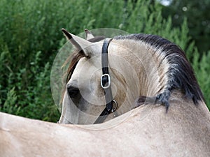 Dun Horse Headshot Abstract