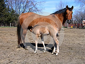 Dun mare and her foal