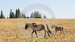 Dun mare leading her baby colt in the Pryor Mountains in Montana United States