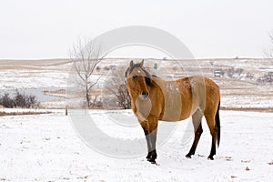 Dun Mare In Snow photo