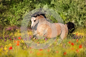 Dun pony run in flowers