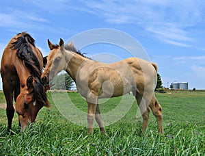Dun quarter horse foal