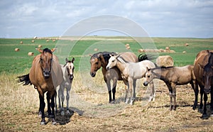 Dun Quarter-Horse Mares