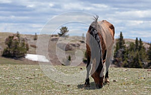Dun wild horse stallion grazing on central Rocky Mountain ridge in the western USA