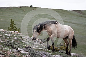 Dun wild horse stallion walking uphill in the Rocky Mountains of the western USA