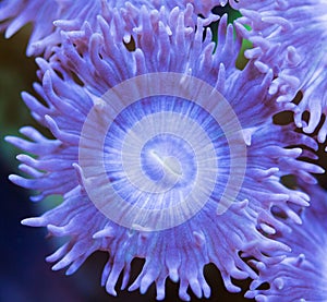 Duncan Coral Polyp Macro