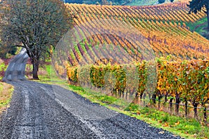 Dundee Hills Vineyards in Oregon