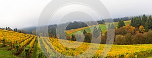 Dundee Oregon Vineyard During Fall Season Panorama
