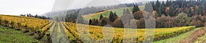 Dundee Oregon Vineyards Panorama