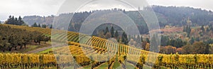 Dundee Oregon Vineyards Scenic Panorama