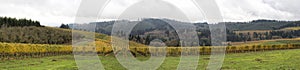 Dundee Oregon Vineyards Sweeping View Panorama
