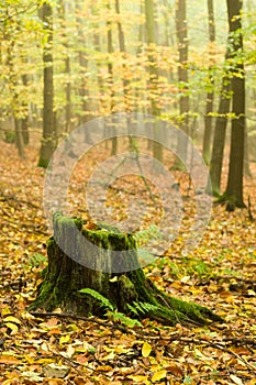 Dunderhead in the autumn forest