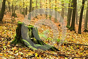 Dunderhead in the autumn forest