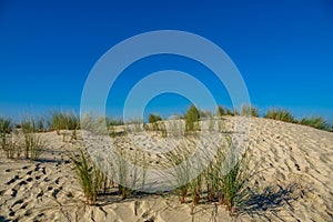 Dune, blue sky and high grass with text space photo