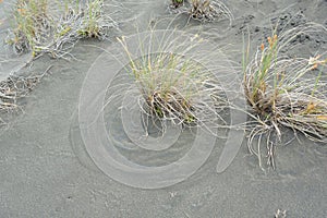 dune covered with Spinifex (Spinifex sericeus) grass