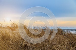 Dune - Dune grass - Island Usedom