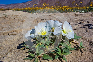 Dune Evening Primrose