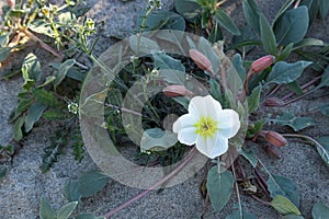 Dune evening primrose, large white four petals, yellow center, springtime southern California desert wildflower, Anza