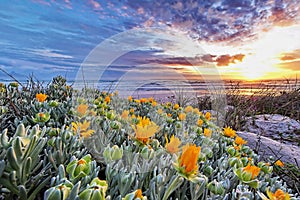 Dune flowers