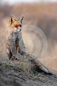 Dune Fox