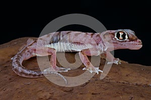 Dune gecko / Pachydactylus rangei photo