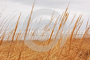 Dune Grass