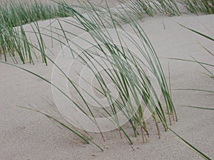 Dune grass