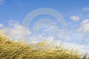 Dune grass