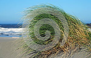 Dune grass