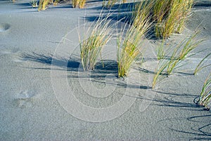Dune Grass Afternoon Shadows