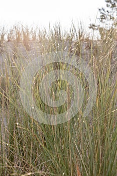 Dune grass as protection for the dune and also habitat for animals and insects