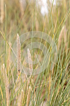 Dune grass as protection for the dune and also habitat for animals and insects