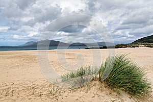 Dune Grass on a Beach