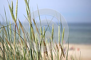Dune grass on the beach of the Baltic sea.