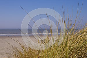 Dune grass, beach and sea in summer.