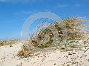 Dune grass with blue sky